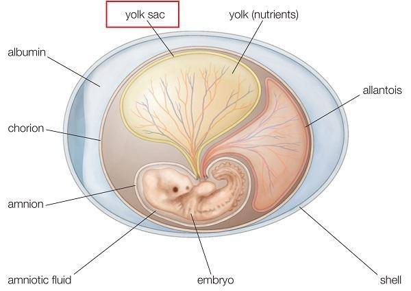 Yolksac là gì? Mẹ bầu cần lưu ý gì khi siêu âm thai có Yolksac?
